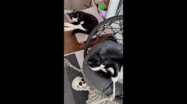 Savage cat chews on skeleton hand to get ready for Halloween season