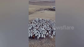 Smart shepherd uses drone to herd flock of sheep in China