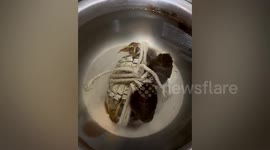 Man releases crab he was going to cook after it unties itself