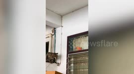 Coward pet parrot teases cat friend while hiding behind window