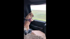Funny Frenchie tries to catch all the cars passing her by