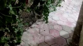 Snake rescued from government official's house in central India