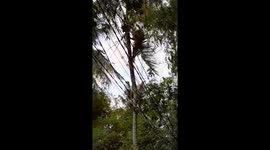 Vietnamese professional sawmill saw an 8-meter-tall coconut tree into pieces in just 2 minutes