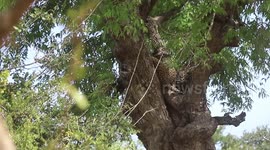 lazy leopard sleeping on the tree at mid day. and looking peoples who going on the road