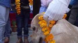 Police canines given garlands during Nepal's festival of dogs