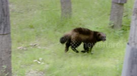 Did You Know That Wolverines Can Eat Meat That’s Frozen Solid?