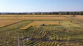 Farmer Drives Harvest Organic Rice in Meihekou, China
