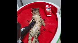 Kitten loves being vacuumed on its belly