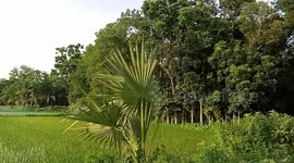 The Natures Beauty of Rural it’s a Quite amazing Of Beautiful