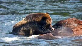 Grizzly Bear eating dead bison in the Yellowstone River at Yellowstone National Park