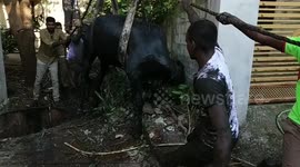 Cow that fells into 15-feet-deep sewage canal gets rescued after five hours of struggle