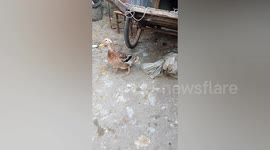 Duck helps free companion trapped in bag who was going to be eaten