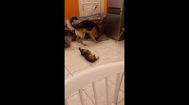 That big Germany dog wants play with little Yorkshire dog, like crazy. After that little dog to running around  of Germany dog