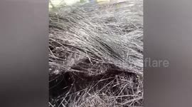 Kind hairdresser treats woman with head infested with thousands of lice