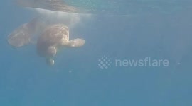 Clever turtle avoids shark attack by swimming under predator in front of diver