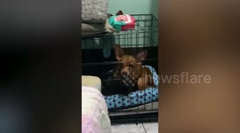 Smart Chihuahua puppy surprises owner when he learns to say 'mama'