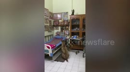 Grieving pet dog who misses owner stares at old man’s portraits