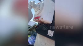 Army of ants found building nest inside resident's cable box in Thailand