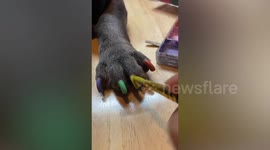 Pet French Bulldog receives colourful manicure from owner