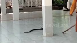Brave Buddhist monk chases away snake that slithered into temple