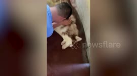 Heartbreaking moment grieving pet owner bids last goodbye to beloved Husky