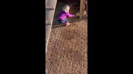 1 year old baby trying to catch a chicken