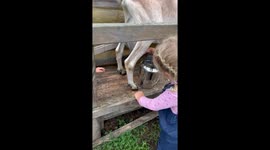 Little 4 years old  girl is milking a goat