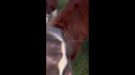 Two little sisters adorable play and take care og their little ponny who lives with them on the farm.