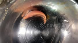 Man bemused as he catches couple of pink-coloured fish in Vietnam