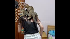 kitten that jumps on owner's shoulder