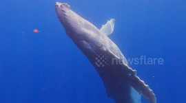 Playful and Curious Baby Humpback Whale Dances with Swimmer in Moorea, French Polynesia