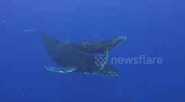 Baby and Mama Humpback Whale Surface and Gracefully Swim Close to Swimmer in Moorea, French Polynesia