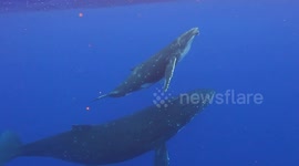 Whale and calf gracefully glide alongside divers in French Polynesia