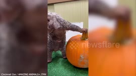 Adorable video shows Rico the porcupine munching on a pumpkin