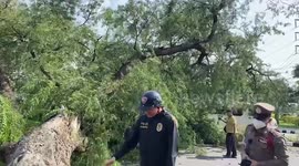 Massive tree falls on car nearly crushing driver in Thailand