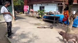 Wild python caught raiding farm regurgitates entire duck