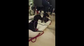 Dachshund puppy attacks mirror after seeing reflection for first time