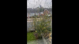 Autumn leaves falling in U.K. and England