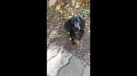 Cute dachshund puppy head tilt