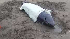 Pregnant pygmy sperm whale rescued after washing ashore along Taiwan beach