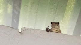 Wild frog with attitude gives girl middle finger