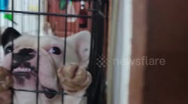 French bulldog has funny expression while playing peek-a-boo with owner