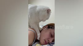 Sweet pet cat gives relaxing neck massage to owner