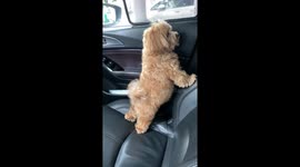 This adorable Maltipoo has become internet famous for being SUPER CLINGY!