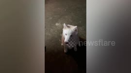 Obedient Siberian Husky dog waits for owner’s signal before eating