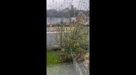 Autumn leaves falling down the tree in U.K.