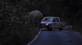 Park rangers push two wild elephants back to forest when they blocked road  in Thailand