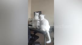 Ginger moggie 'mediator' breaks up catfight between feline siblings