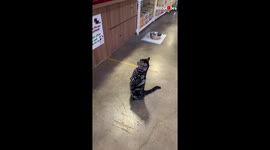 Cute cat standing up in human poster and queuing at cashier