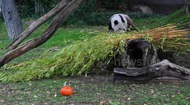 Pandas and primates at Madrid zoo tuck into pumpkins ahead of Halloween